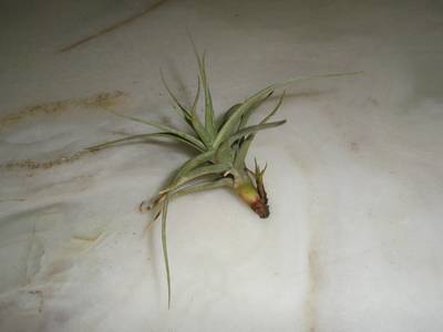 airplants/tillandsia-121.JPG