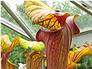 Sarracenia-10043-92.jpg