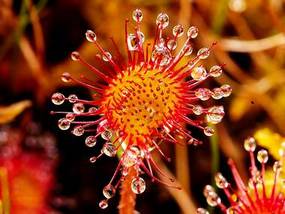 Drosera-Sundew10046_285.jpg