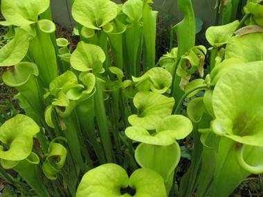 Sarracenia-10045.jpg