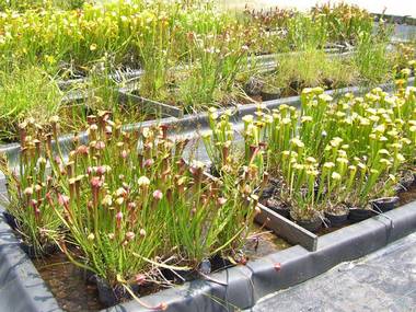 Sarracenia-10046.jpg