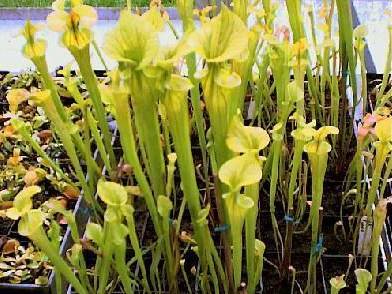 Sarracenia-Flava-Yellow-Pitcher_10041.JPG
