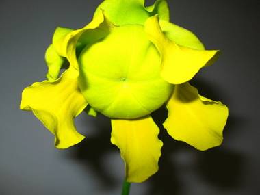 Sarracenia-Flava-Yellow-Pitcher_Flower-10042.JPG