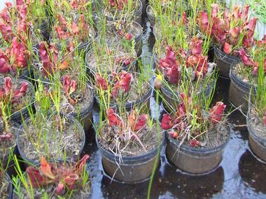 SarraceniaPurpurea-Pullulation_10081.jpg