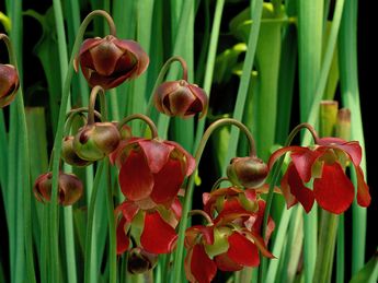 purplepitcherplantscarnivoroussarracenia_01903.jpg.jpg
